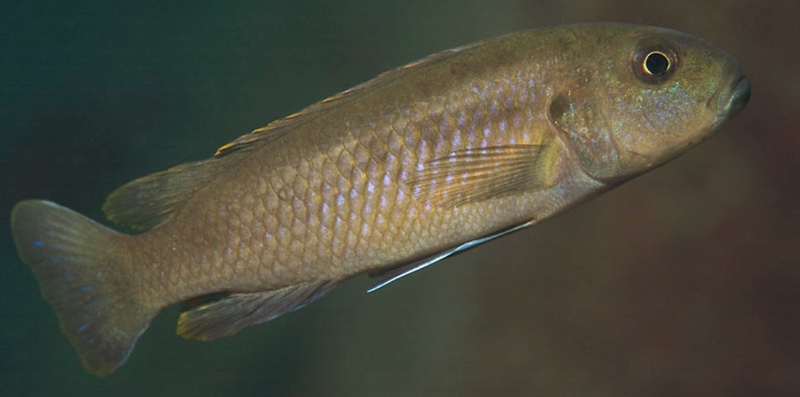 Genyochromis mento 'Zimbawe Rock'